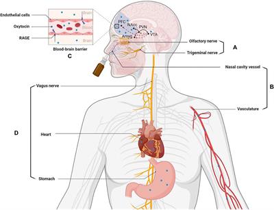 Neural and Molecular Contributions to Pathological Jealousy and a Potential Therapeutic Role for Intranasal Oxytocin